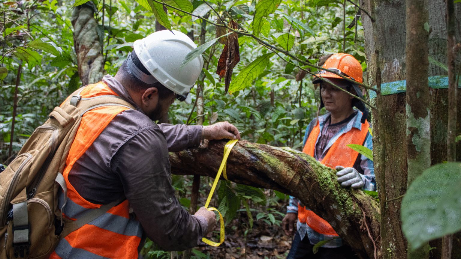 Forets Innodation Forest Innovation: GGF receives CI Training in pioneering techniques ...